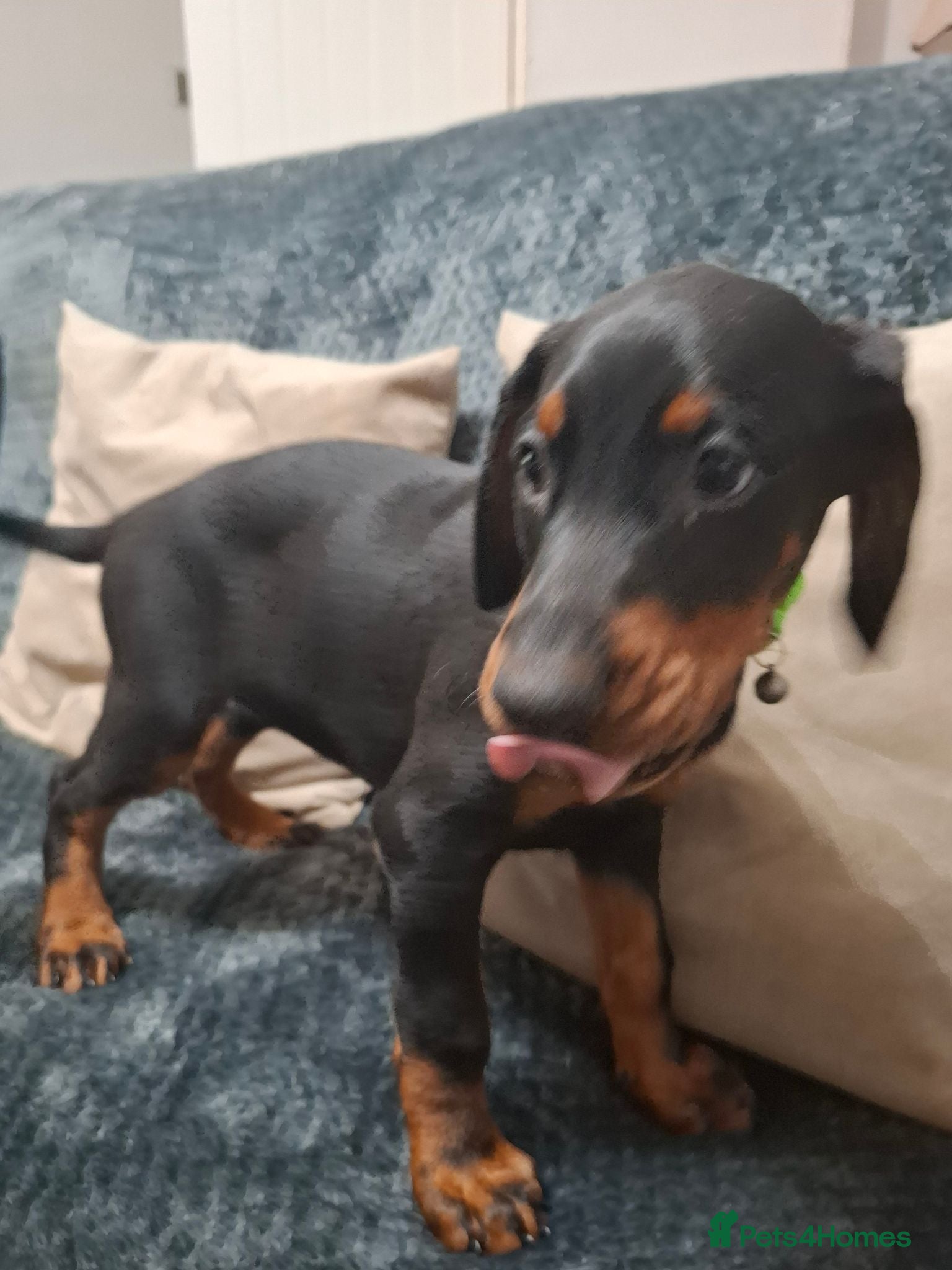 Dobermann dogs  Dobermann puppies Female Ready to leave now. - Advert 15