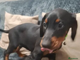 Dobermann dogs Last Female Dobermann Ready to leave now. - Advert 3