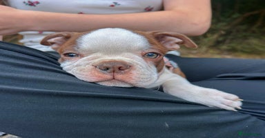 Boston Terrier dogs - Advert 5