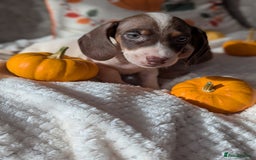 Miniature Dachshund dogs for sale: Miniature dachshund puppies  - Image 12