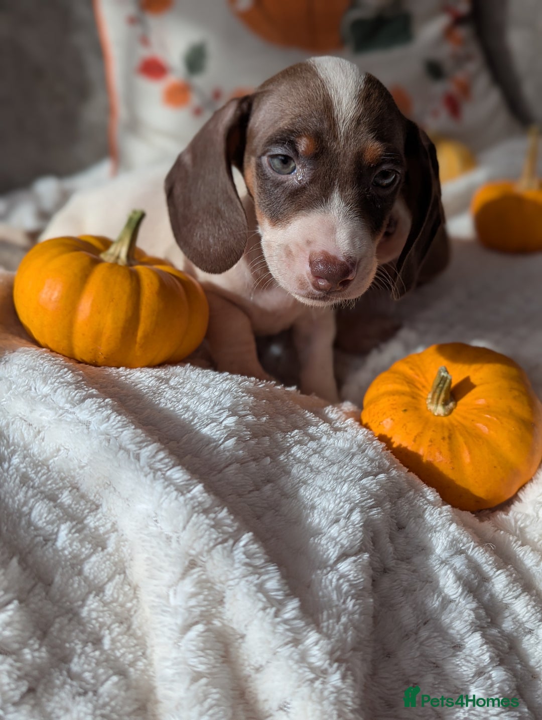 Miniature Dachshund dogs for sale: Miniature dachshund puppies  - Image 12