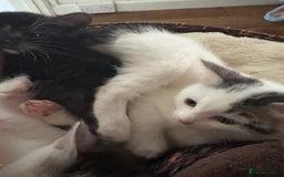 Mixed Breed cats for sale: Beautiful mixed breed kittens - Image 16