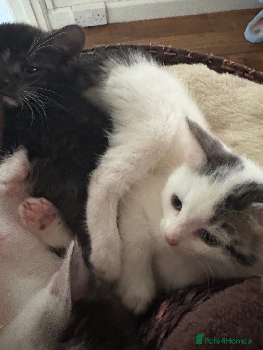 Mixed Breed cats for sale: Beautiful mixed breed kittens - Image 16