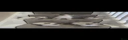 Ragdoll cats for sale: Ragdoll kittens  - Advert 24