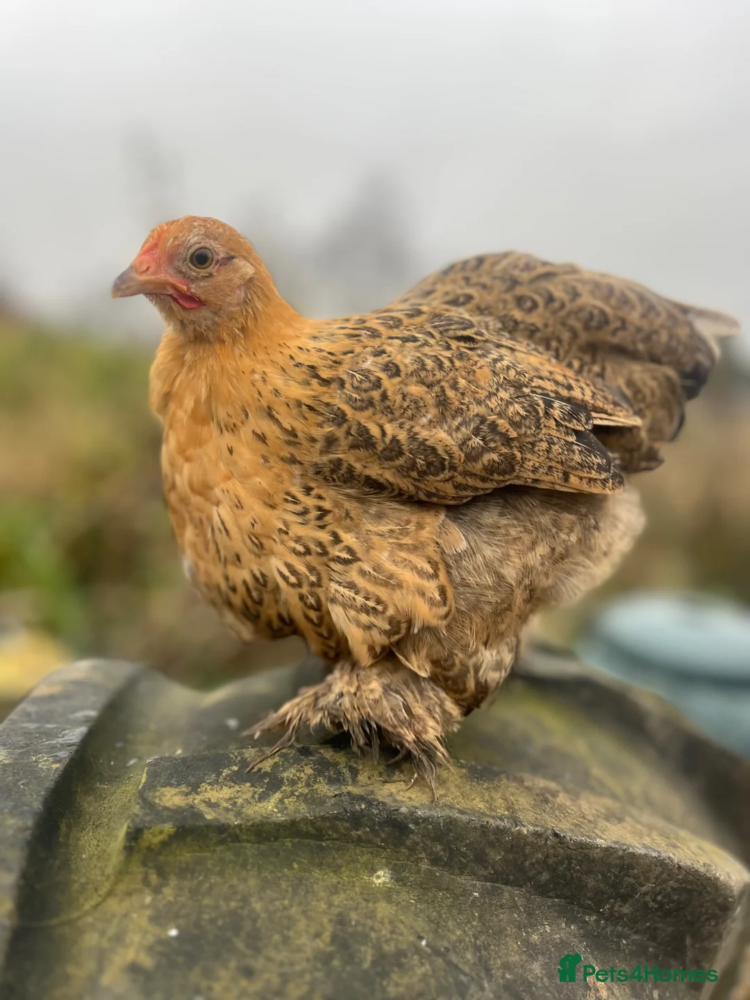 Chickens poultry for sale: Pure Breed Chickens  - Advert 1