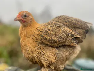 Chickens poultry Pure Breed Chickens - Advert 1