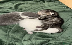 British Shorthair cats for sale: kittens - Advert 4