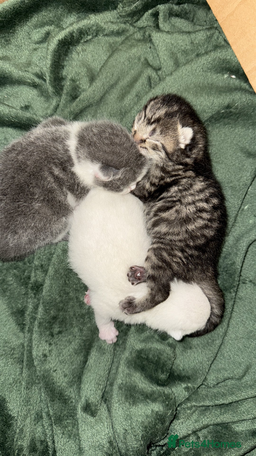 British Shorthair cats for sale: kittens - Advert 4