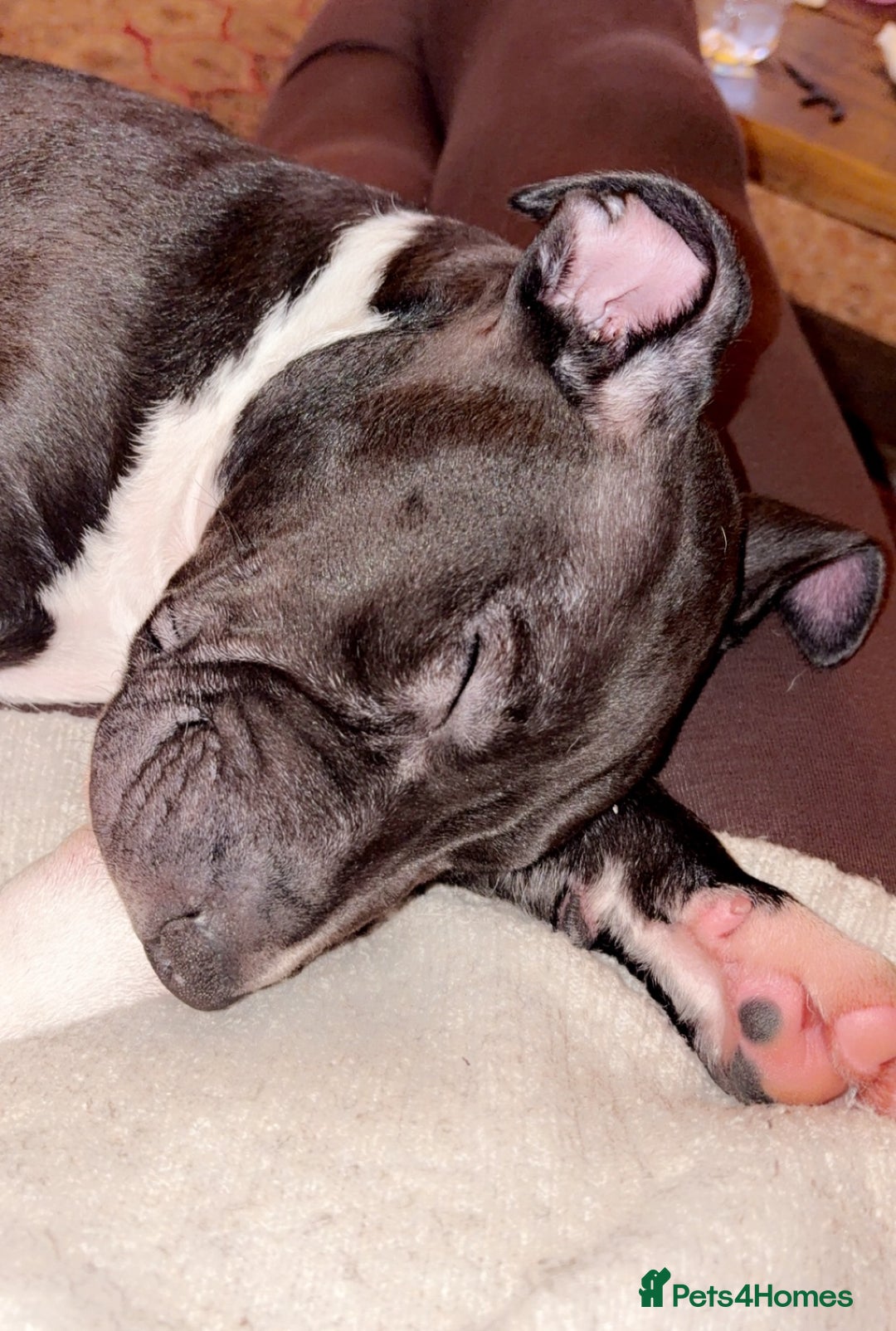 Mixed Breed dogs for sale: Black and white english bull terrier cross - Advert 2