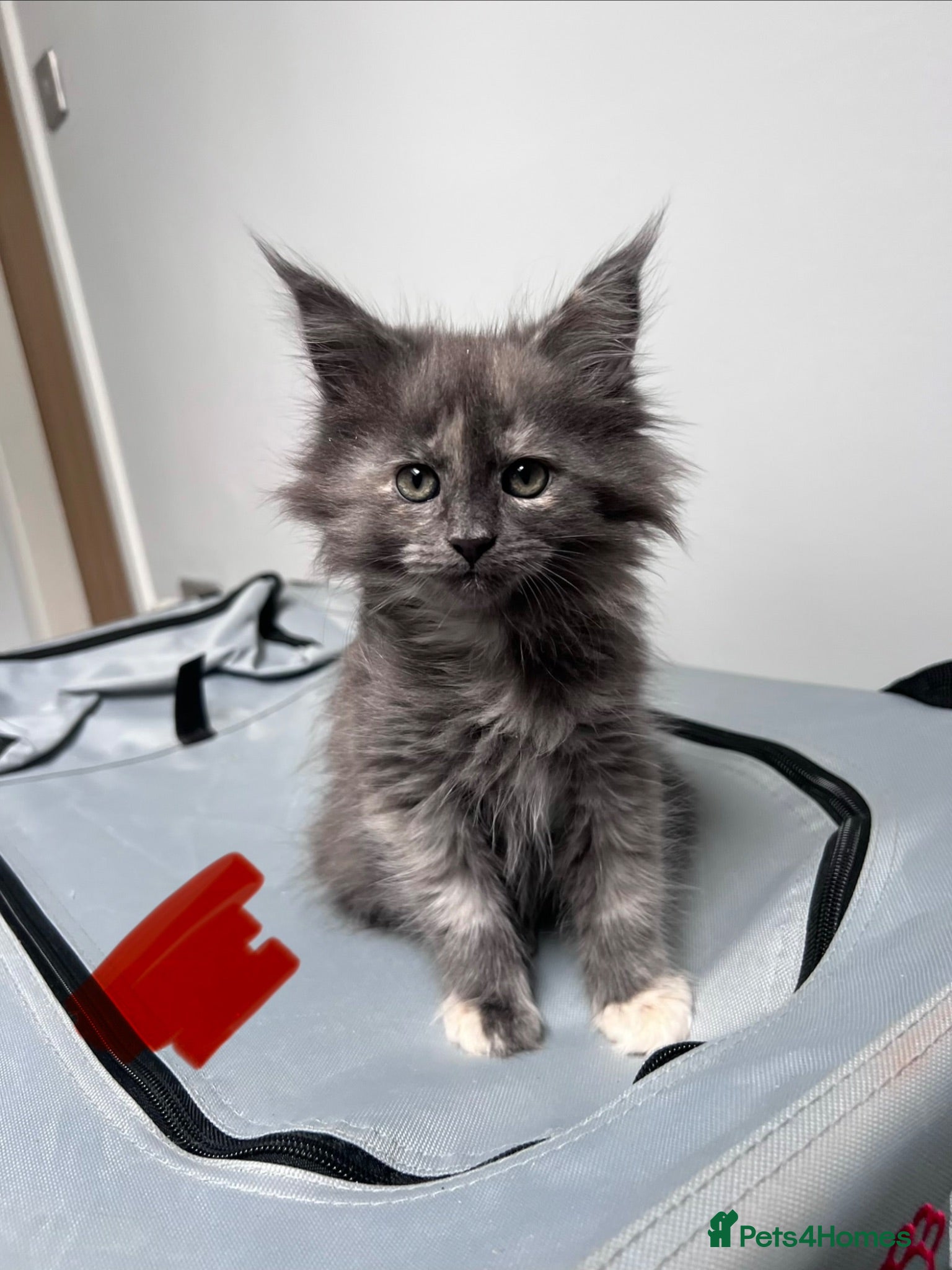 Maine Coon cats 9 kittens reduced 🐱 Ready to leave now  - Advert 1