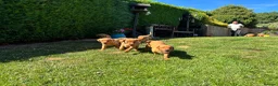 Labrador Retriever dogs for sale: KC Registered Fox red Labrador puppies in Newtown - Advert 14
