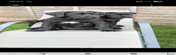 Presa Canario dogs for sale: STUNNING BLACK PRESA CANARIO PUPS  - Advert 7