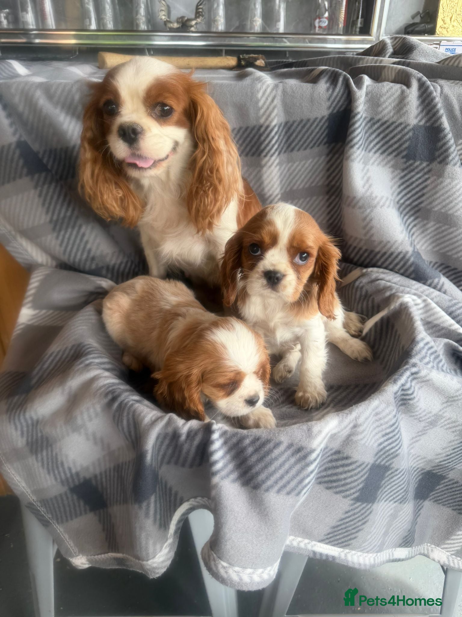 Cavalier King Charles Spaniel dogs Cavalier King Charles puppy’s - Advert 6