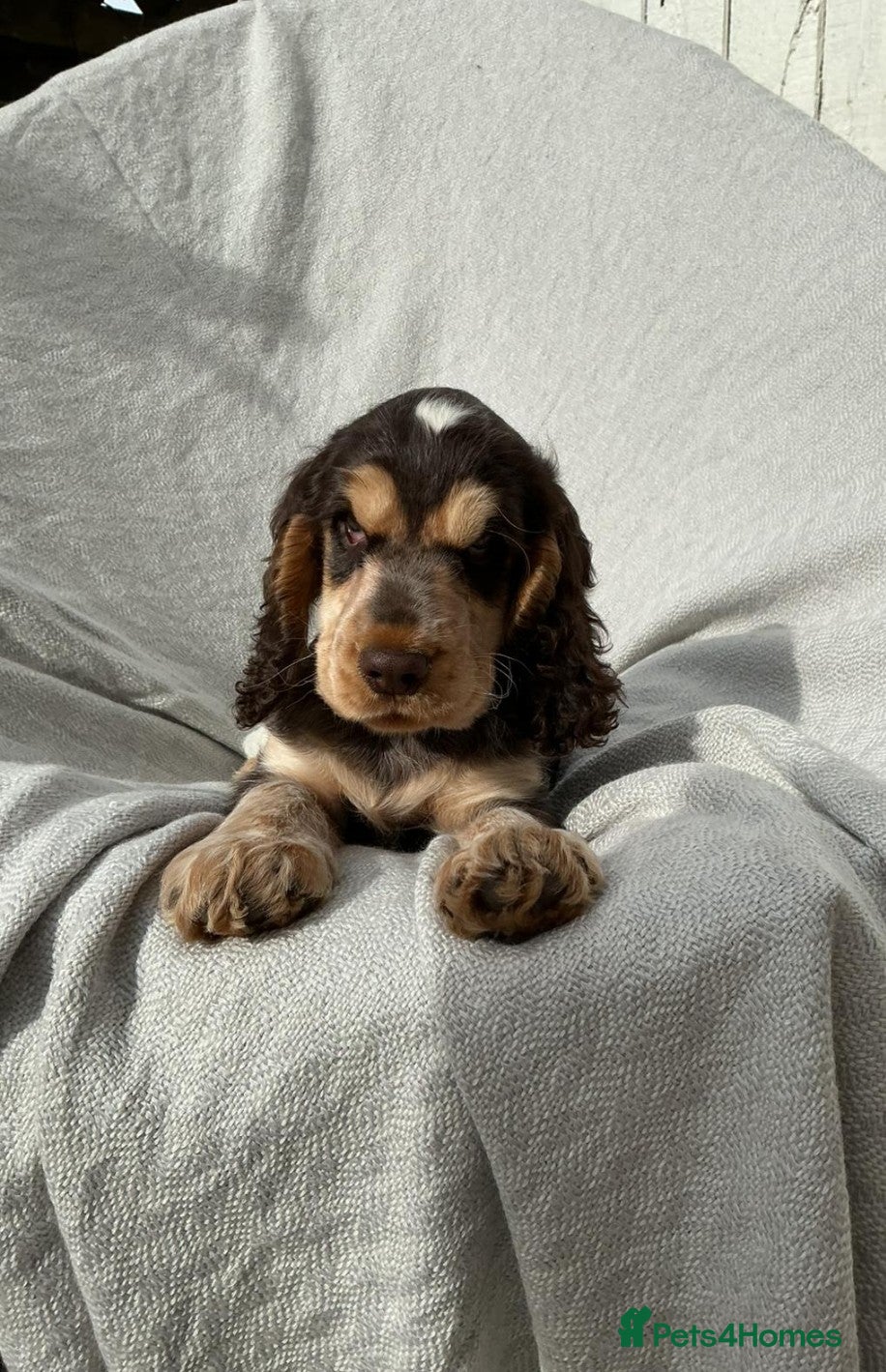 Cocker Spaniel dogs Beautiful HHT clear little show cocker girl - Advert 1