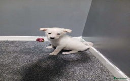 Mixed Breed dogs for sale: German Shepherd x huskita.  - Image 6