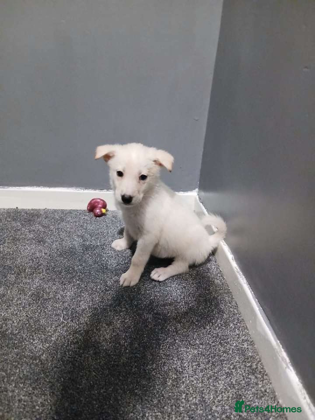 Mixed Breed dogs for sale: German Shepherd x huskita.  - Image 6