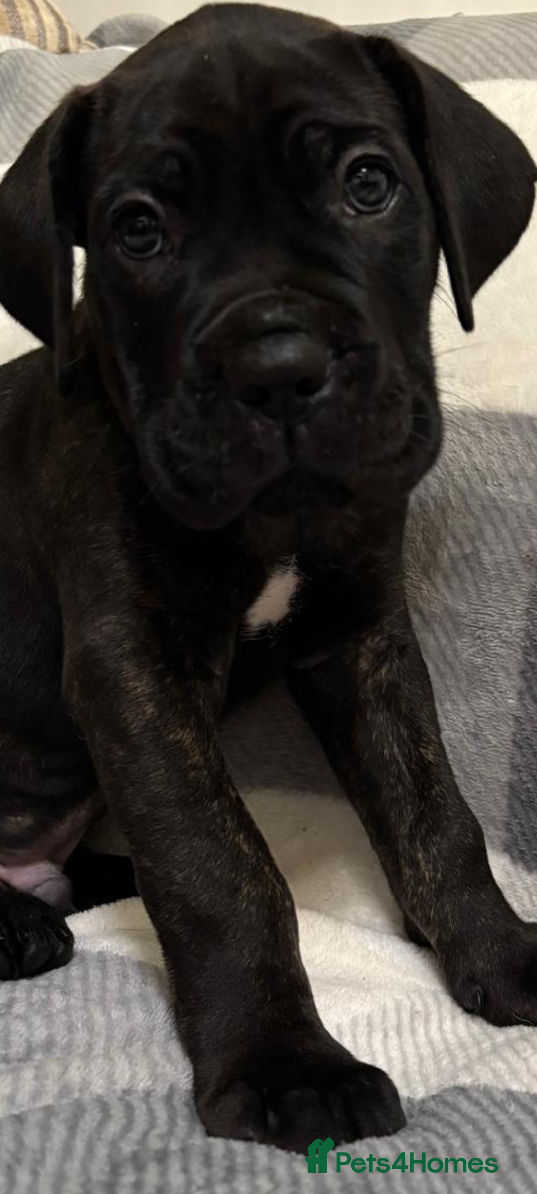 Cane Corso dogs for sale: ONE & ONLY UK LITTER DEL DYRIUM BLOOD LINES  🖤  - Advert 32