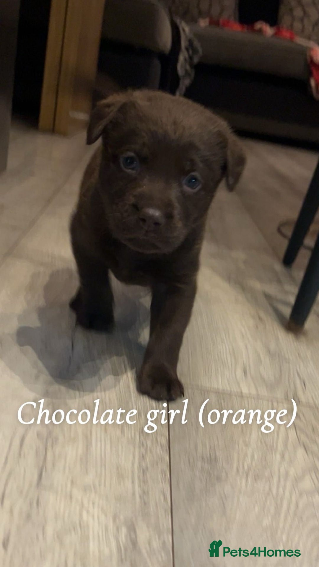 Labrador Retriever dogs for sale: Black & Chocolate Labrador pups  - Advert 3