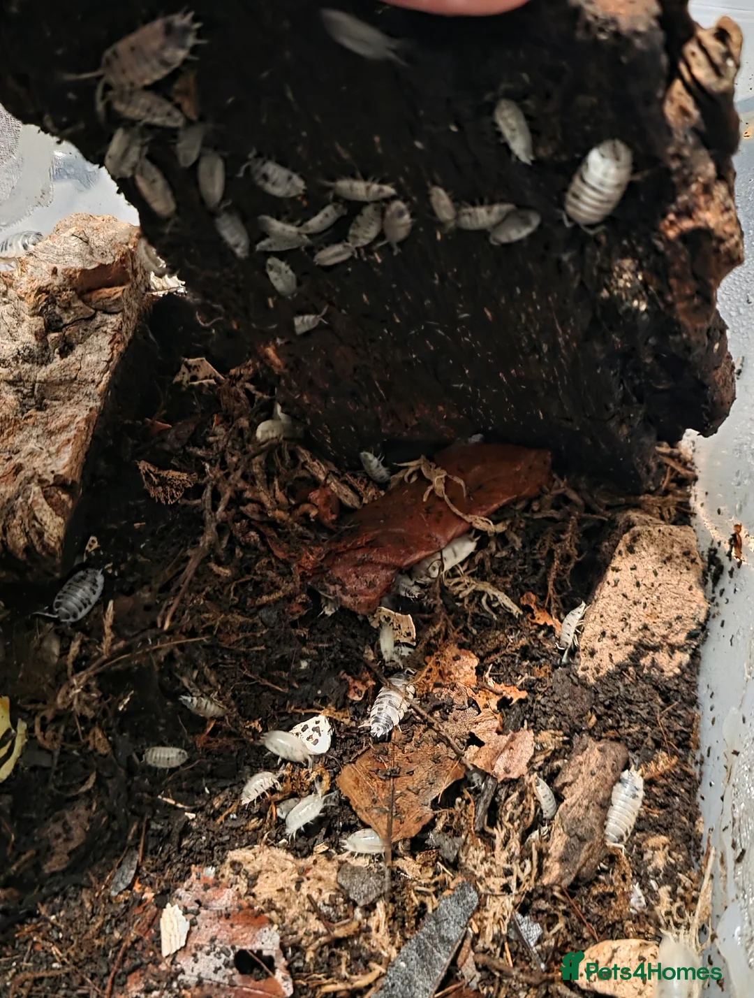 Isopods invertebrates for sale: 10 x Dairy Cow Isopods - Advert 2