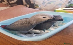 Parrots birds for sale: Tamed African Grey Parrots Available For Sale - Image 9