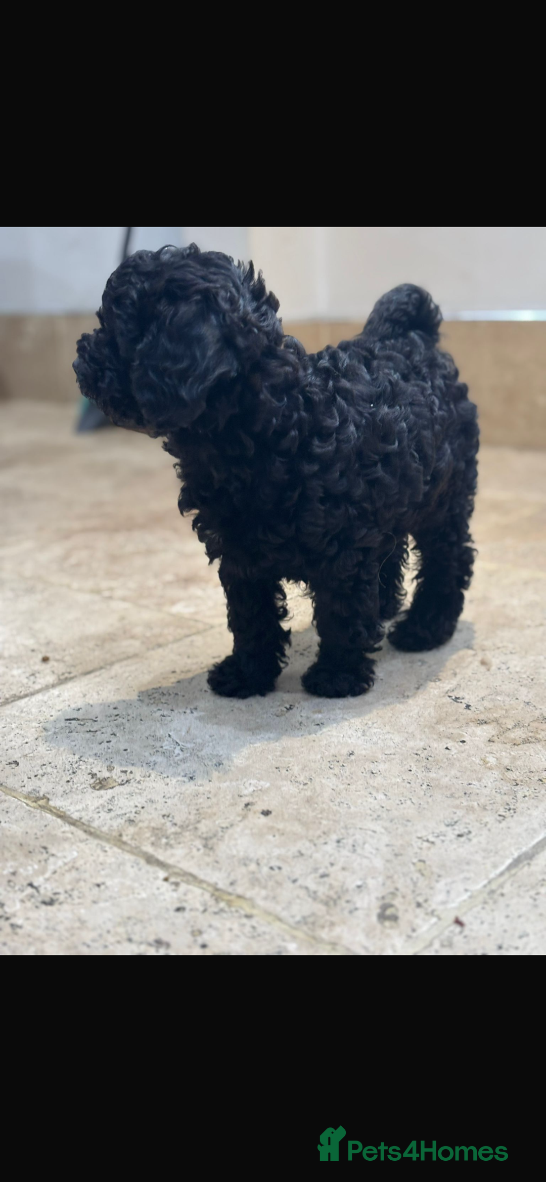 Maltipoo dogs for sale: Stunning maltipoo pups  - Advert 7