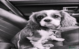 Cavapoo dogs for sale: F1 RED CAVAPOOS LICENSED KC HEALTH TESTED PARENTS  - Image 18