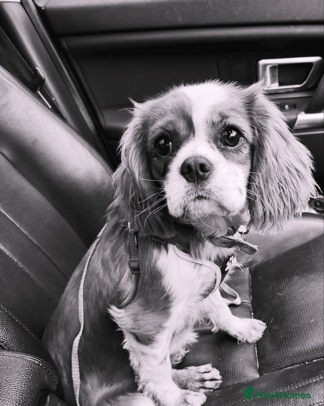 Cavapoo dogs for sale: F1 RED CAVAPOOS LICENSED KC HEALTH TESTED PARENTS  - Image 18