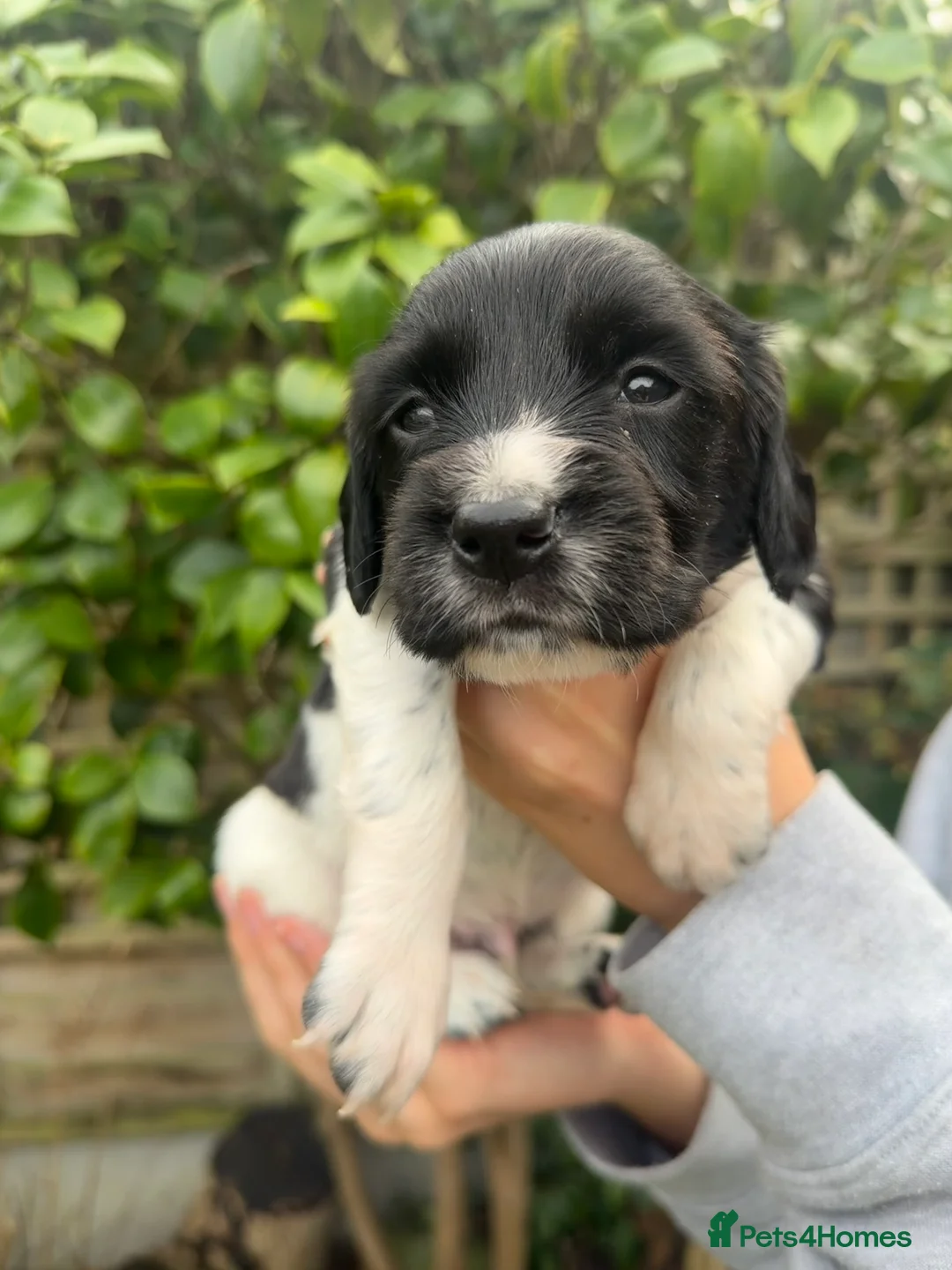English Springer Spaniel dogs for sale: KC Registered English Springer Spaniel puppies - Advert 2