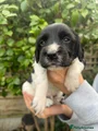 English Springer Spaniel 3