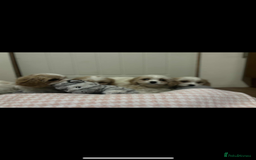 Cavachon dogs for sale: Cavachon Puppies  - Advert 7