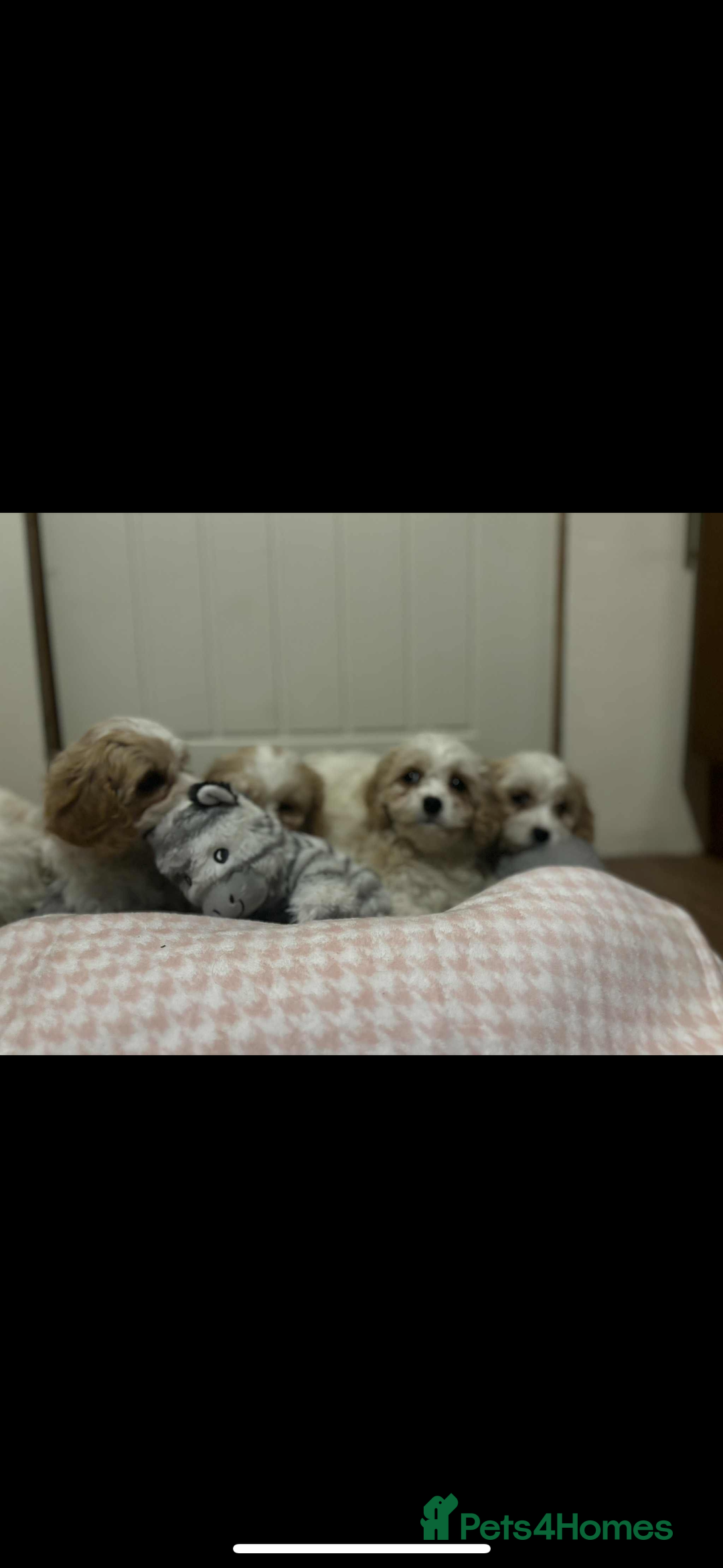 Cavachon dogs for sale: Cavachon Puppies  - Advert 7