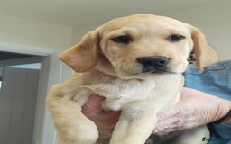 Labrador Retriever dogs for sale: Labrador puppy  - Image 3