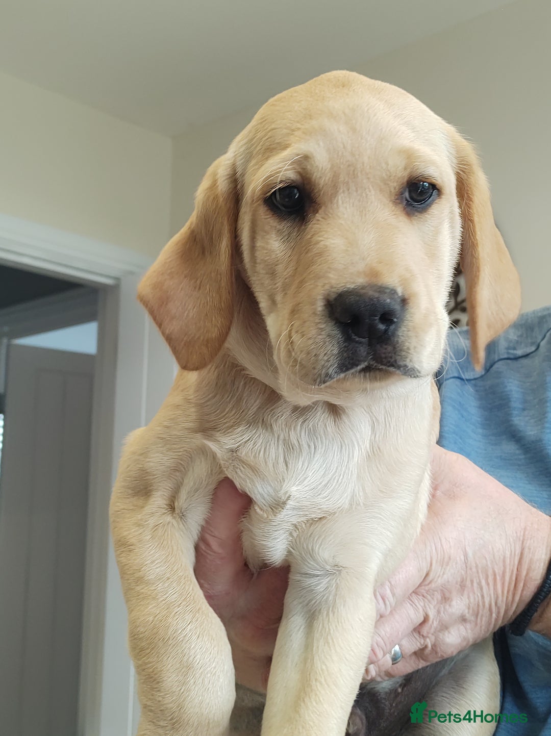 Labrador Retriever dogs for sale: Labrador puppy  - Image 3