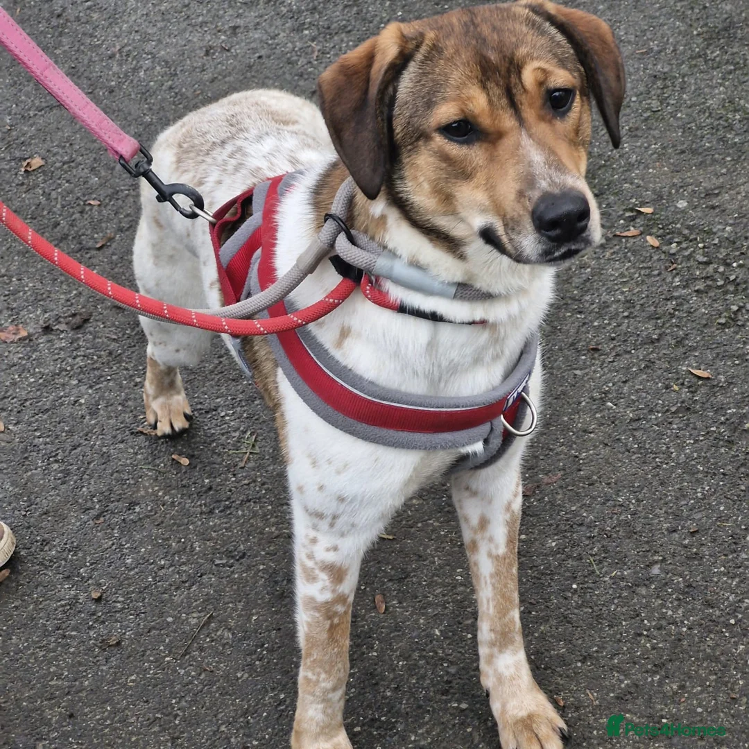 Mixed Breed dogs for adoption: Meet Nell, currently residing in Yorkshire  - Advert 1