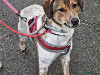 Mixed Breed dogs Meet Nell, currently residing in Yorkshire - Advert 14