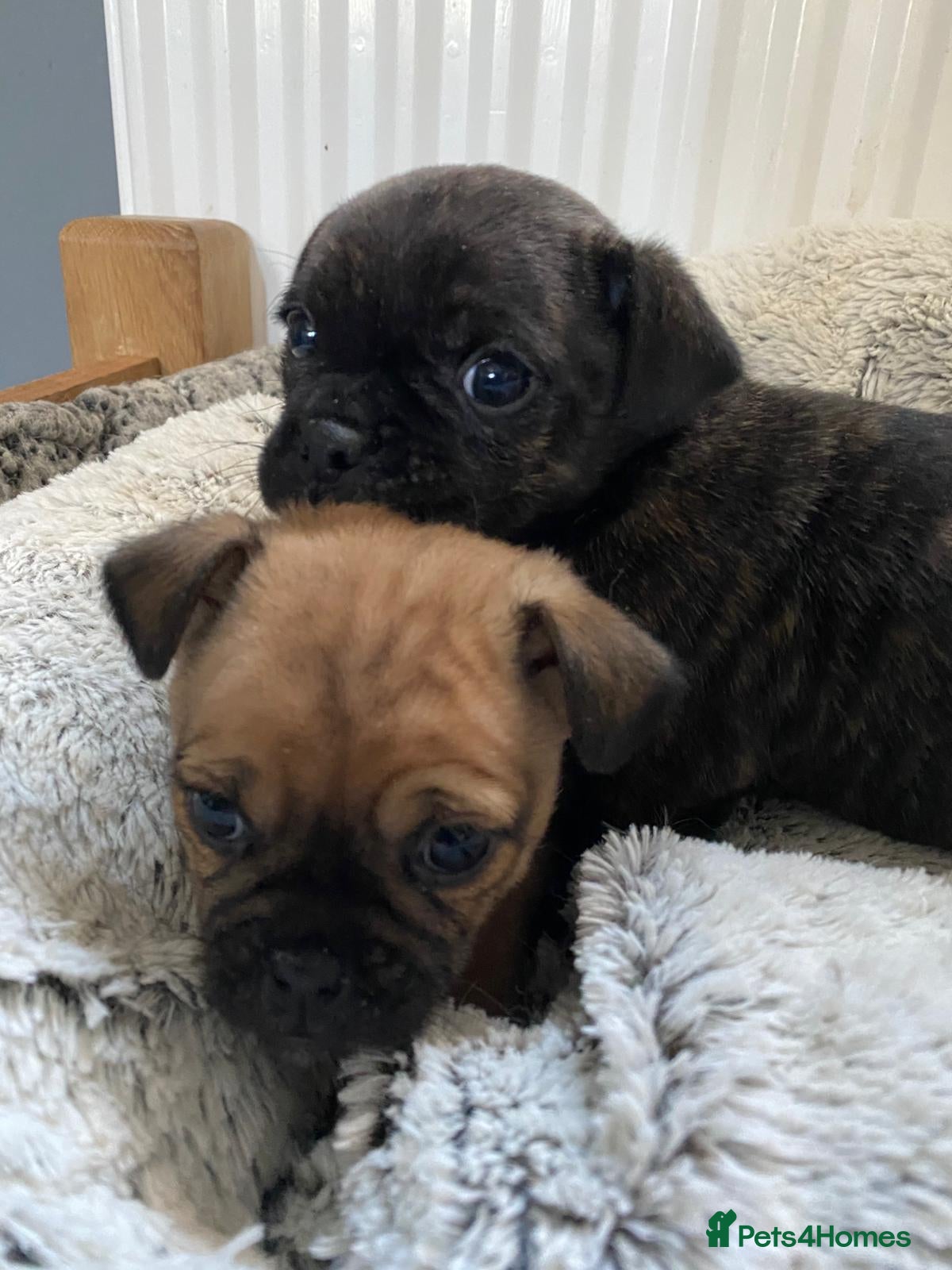 Jug dogs One  beautiful jug puppy - Advert 5