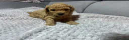Poochon dogs for sale: F1B PUPPIES POOCHON CROSS TOY POODLE in Swansea - Advert 16