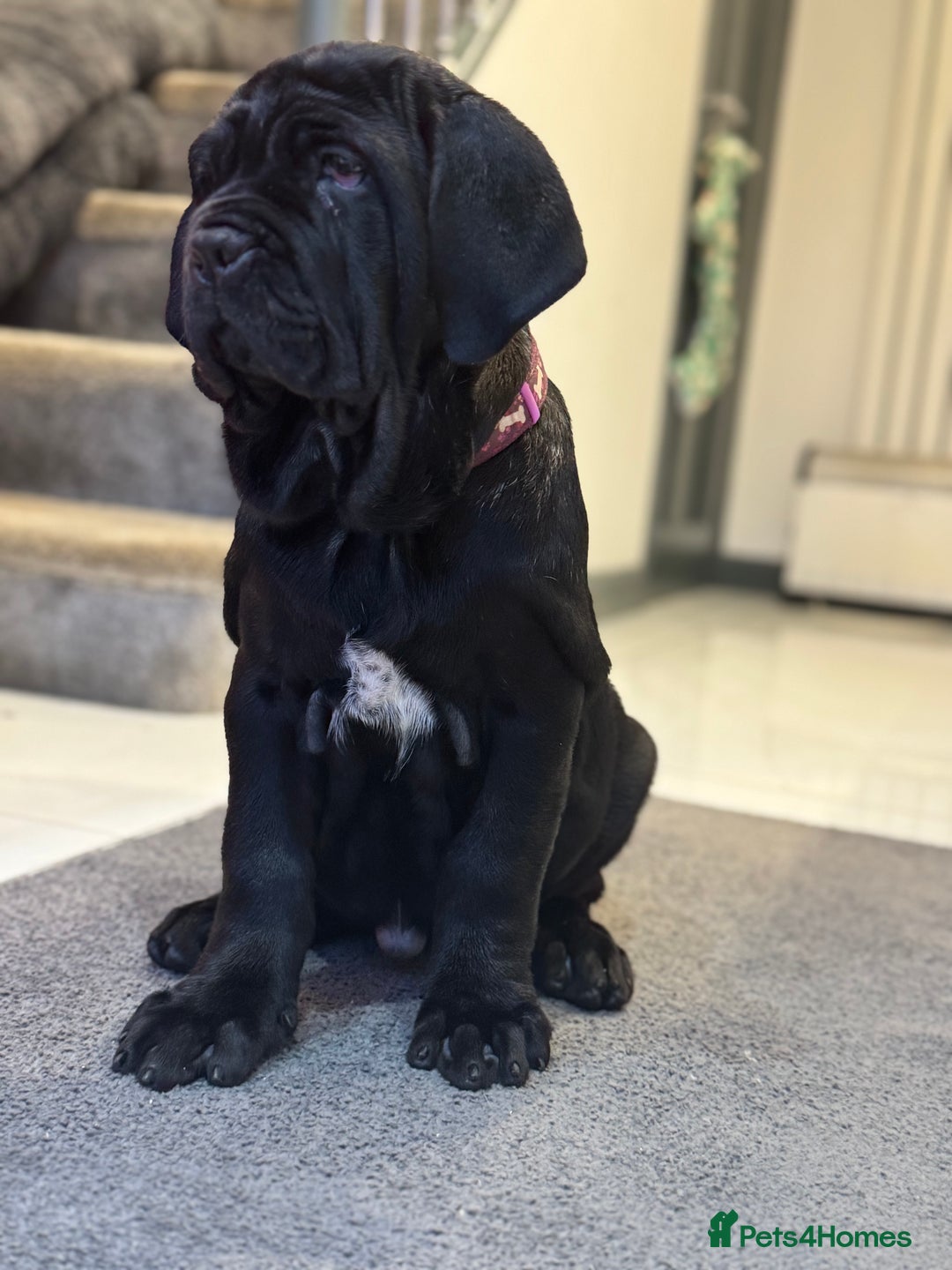 Mastiff dogs for sale: 2 Neapolitan mastiff puppies black girls  - Advert 23
