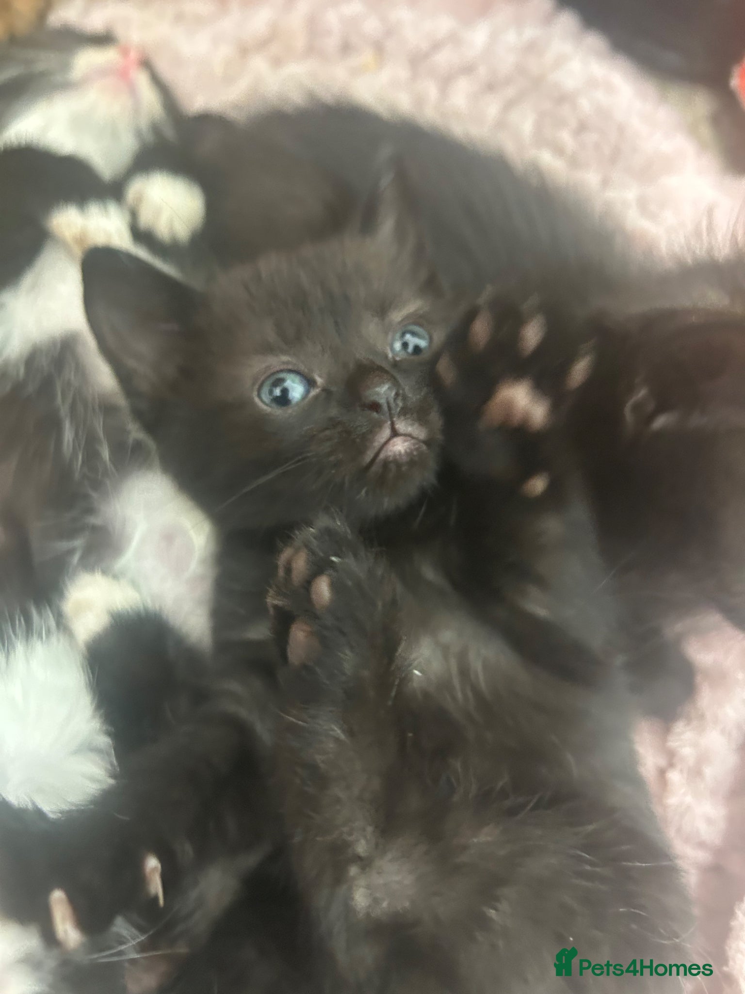 Mixed Breed cats 2 beautiful kittens  - Advert 1