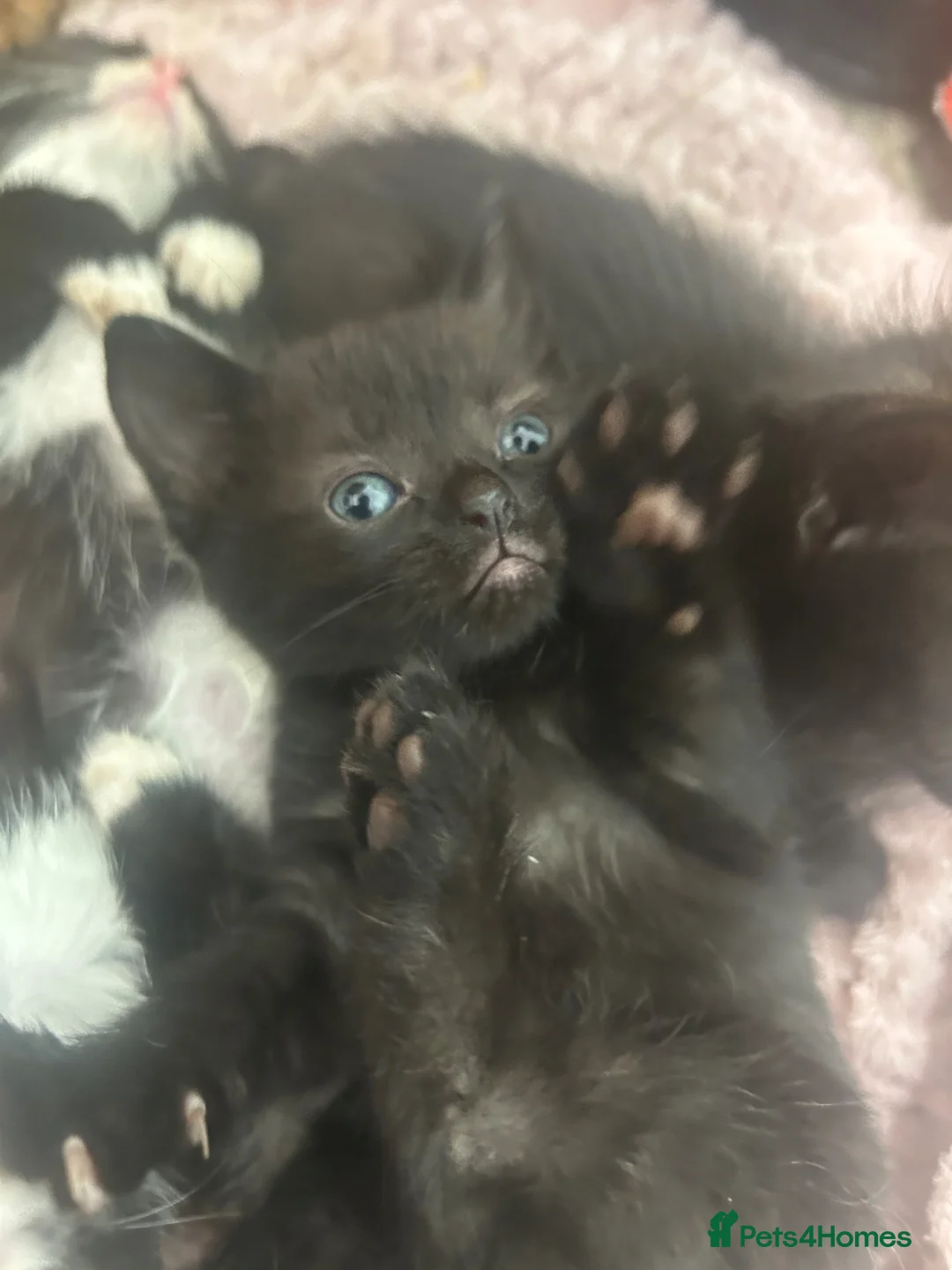 Mixed Breed cats for sale: 2 beautiful kittens  - Advert 1