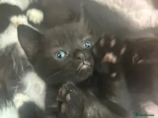 Mixed Breed cats 2 beautiful kittens - Advert 8