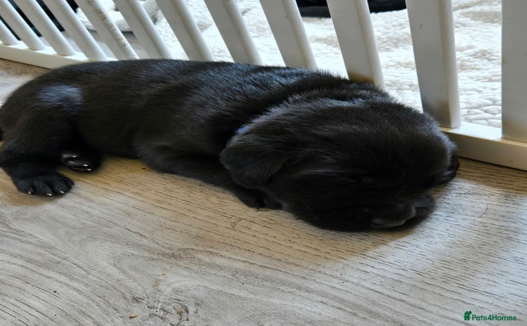 Labrador Retriever dogs - Advert 1