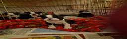 Boston Terrier dogs for sale: Beautifully bred  in Millom - Advert 3