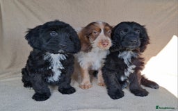 Cockapoo dogs for sale: Health tested show type cockapoo pups, fully vac.  - Image 5