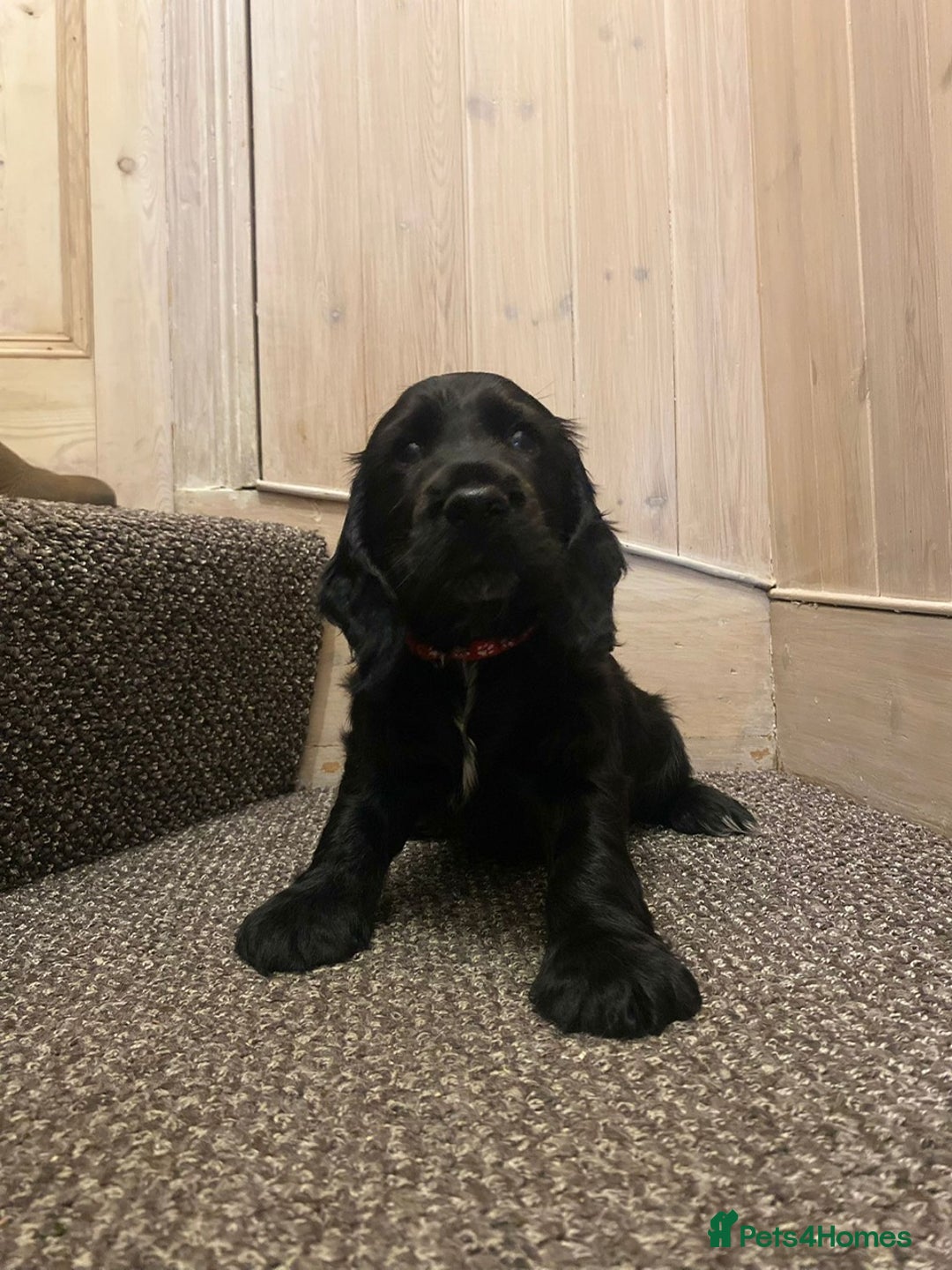 Cocker Spaniel dogs for sale: KC Reg Cocker Spaniels ready next week! Choc/black - Image 2