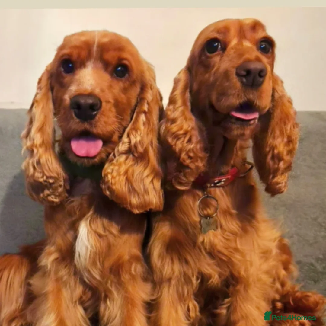 Cocker Spaniel dogs for sale: Two Cocker spaniel dogs. Girl and Boy - Advert 3