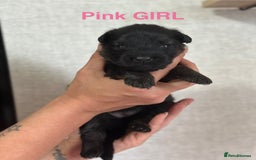 German Shepherd dogs for sale: German shepherd puppies  - Image 6