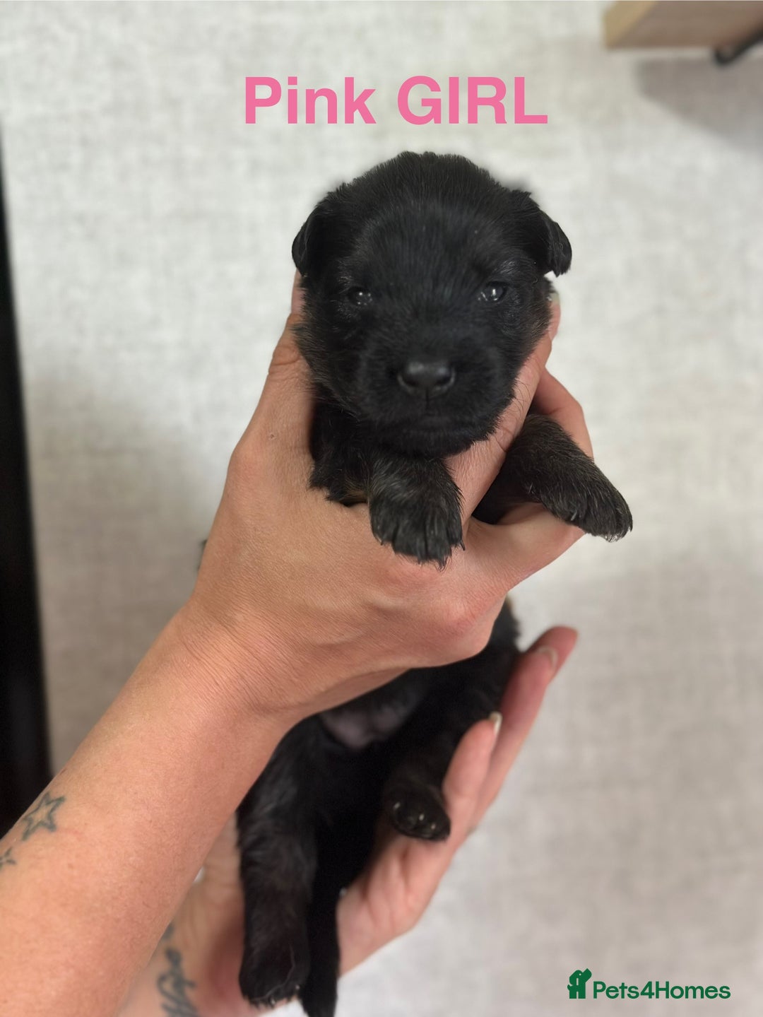 German Shepherd dogs for sale: German shepherd puppies  - Image 6