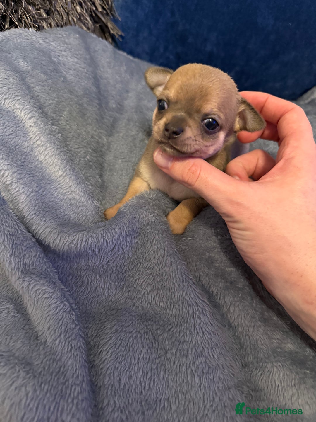 Chihuahua dogs for sale: Stunning smooth coat chihuahuas  - Advert 10
