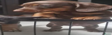 Miniature Dachshund 3